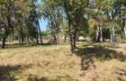 Teren intravilan 2828 mp+autorizatie casa-anexe-livada-Dorolea - 4