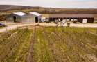Vie de 115 Hectare în satul Dud, județul Arad - 2