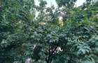 Decomandat Brancoveanu 2 Camere Parcare - 11