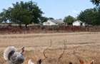 Ferma 10 ha Pantelimon - 7