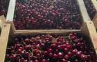 FERMA DE VANZARE! Pomi fructiferi, ,Oboga, Bals, Jud Olt - 23