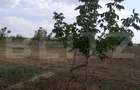 Ferma de nuci - teren agricol, zona Ivesti