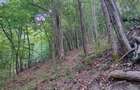 Padure de Fag 2 hectare - 6