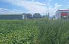 Vand teren 1.5 ha intravilan industrial Halchiu - 3