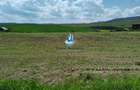 Teren 8500 mp cu deschidere 32 m, Negresti, Jud. Neamt
