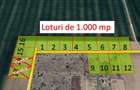 Loturi de casa -  1.000 mp intravilan - Strada Scolii - Ciolpani Ilfov - 2