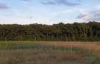 TEREN CONSTRUCTII-INTRAVILLAN-SUPERB-SNAGOV-PADURE-UTILITATI-PROIECT - 5