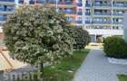 Apartament 2 camere deosebit BLOC NOU Borhanci - 14