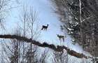 Raritate| Proprietate de vis pe 6 ha intravilan  de vanzare in Pestera Brasov - 22