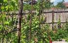 Casă cărămidă stare bună, utilități, garaj, beci, teren 540 mp, zonă fără trafic - 9