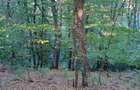 Padure de Fag 2 hectare - 4