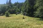 Vand teren si padure conifere in Albestii de Muscel. - 2
