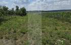 Teren intravilan, 1477mp , Loc. Balusenii Noi - Botoșani