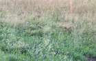 Teren de vanzare, 5800 mp, zona Jena - 4