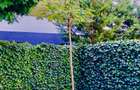 Vila noua moderna, 5 camere, Iancu Nicolae, Jolie Ville Cambridge School - 19