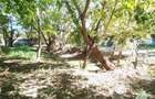 Vila 7 camere- 300 mpu+ curte 2000 mp- Giulesti- Sector 6 - 9