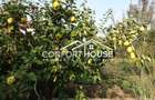 VILA P+E, 5 camere, teren 1350mp, PIPERA - 39