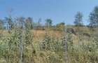 De vanzare casa si grajd +3000m² teren livada in Sumurducu - Sanpaul - 11