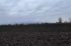 Teren 50000mp Extravilan-Intrare Halchiu-Cod 5235 - 7