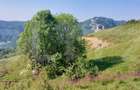 Teren extravilan pentru cabana, 3800 mp, zona-Ramet Transapuseana - 3