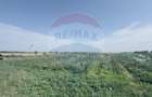 Teren agricol 16.750mp în Cârcea, imprejmuit, cultura capsuni, solarii - 7