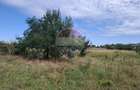 Vanzare teren extravilan 28800 mp,  sat Posta, jud Giurgiu - 8