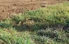 Teren intravilan 500 mp deschidere 23 m Puz Apobat P+2 - 7