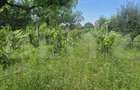 Proprietate de vanzare, teren 5488 mp, localitatea Ambud, comuna Paulesti - 12