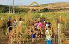 Teren intravilan cu PLANTATIE DE GOJII de vanzare in Racari - 23