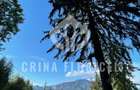 Teren cu padure 1000 mp, Predeal - Strada Pajistei - Valea Ursuletul - 3