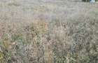 Vand teren in Iris - 1