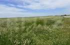 Teren intravilan de vânzare – 1.500 mp, zona Coșoveni - 2