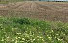 Clinceni - Ordoreanu, oportunitate investitie, teren 5855 mp - 1