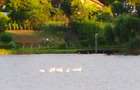 SUPER OCAZIE SE VINDE VILA DE LUX SI CASA DE OASPESTI IN BALOTESTI LA LAC 555000 - 6