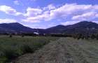 Teren intravilan , Vadurele - 3