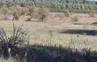 OCAZIE : INTRAVILAN com. MURIGHIOL - 19 euro/m.p. Deschidere Dunare  74 m. - 7