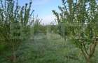 Teren intravilan, 4447 mp, 28 ml deschidere, Pielesti - 1
