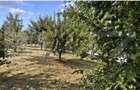 Teren intravilan, 432 mp, zona Albesti - 5