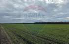 Vânzare teren agricol 12 ha, Giarmata - Jud. Timiș - 4
