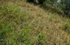 Teren intravilan de vanzare, 26.000 mp, Bulz, Bihor - 7
