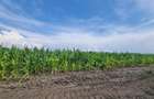 Parcele de vanzare de aprox 5 arii, 50 euro mp , Nazna, - 4
