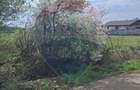 Teren 1,439mp Santaul Mare / Strada principala - 3