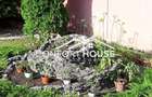 VILA D+P+E+M, 12 camere, piscina , padure, IANCU NICOLAE - 21