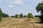 Oportunitate de investiție – Teren 3.000 mp în Gruiu, Ilfov - 8