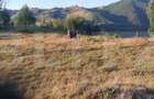 Teren intravilan, 3000 mp, Sat Garda de Sus - 5