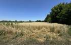 Teren intravilan 2999 mp, Com. Barcanesti, Sat. Ghighiu - 2