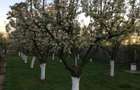 Ciopani vila 5 camere teren 4000 mp - 13