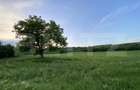 Teren intravilan, 21.450 mp, utilitati, acces autostrada, sat Dumbrava - 9