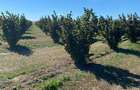 Vanzare plantatie pomicola ALUN pe rod 10,8 HA, hala productie, utilaje - 1