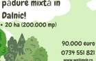 De vânzare pădure mixtă în Dalnic! - 1